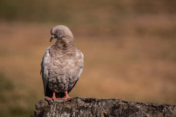 The big gray pigeon stands on a rock