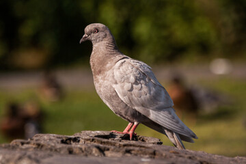 The big gray pigeon stands on a rock
