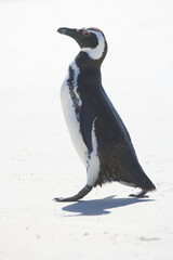 Magellanic Penguin on a beach on the Falkland Islands, southern Atlantic ocean - 387187177