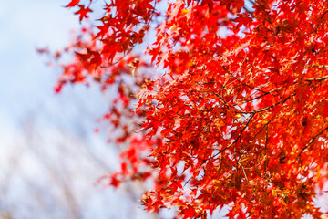 Maple color change beautiful.