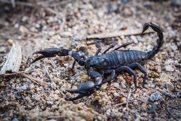 Black scorpion found naturally in Thailand