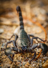 Black scorpion found naturally in Thailand