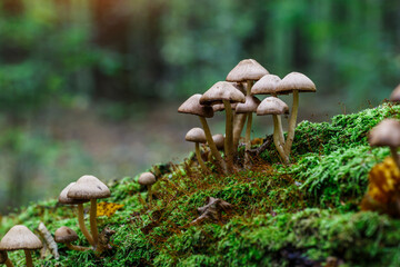 Mushrooms False honey fungus on a stump in a beautiful autumn forest.group fungus in autumn forest with leaves.Wild mushroom on the spruce stump. Autumn time in the forest. - obrazy, fototapety, plakaty