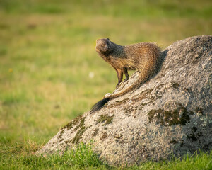 Egyptian mongoose on a stone with green background