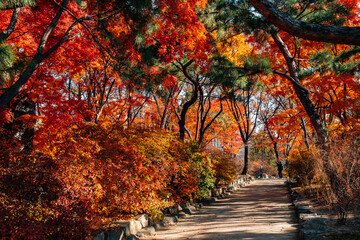 Autumn colorful leaves walkway at Deoksugung Palace in Seoul, Korea