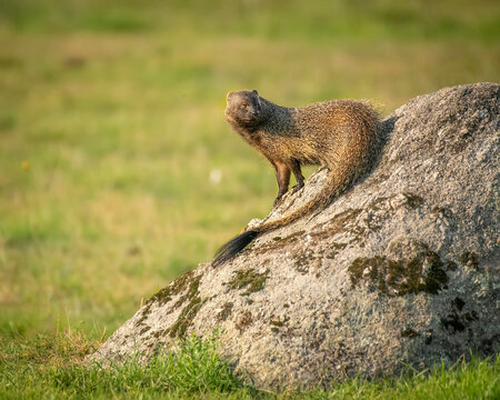 Egyptian mongoose on a stone with green background