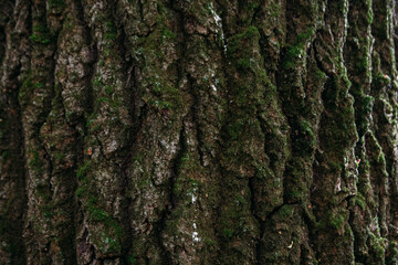 close up tree bark texture