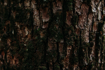 close up tree bark texture