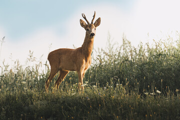 Roe deer in the grass