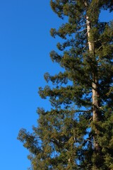 pine tree