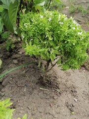 lettuce growing in the garden