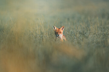 Red fox in the field - 387188307