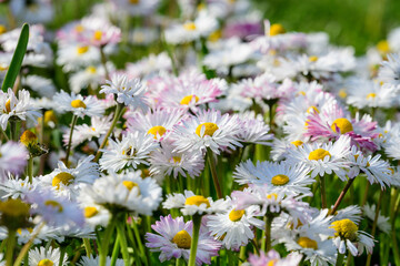 Side view of large group of Daisies or Bellis perennis white and pink flowers in direct sunlight, in a sunny spring garden, beautiful outdoor floral background. © Cristina Ionescu
