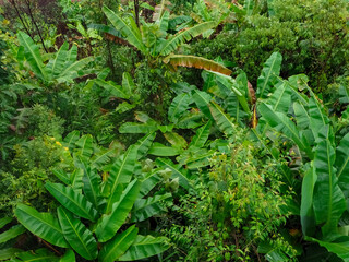 Fruit plantations where villagers planted on Phu Tub Berk and Khao Kho, Thailand.