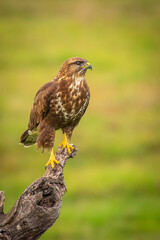 Common Buzzard perched on a log with unfocused green background