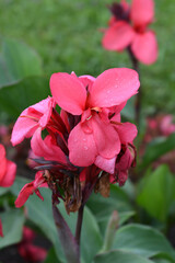 Canna lily Tropical Rose