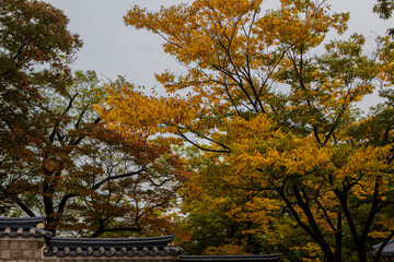 autumn in korea