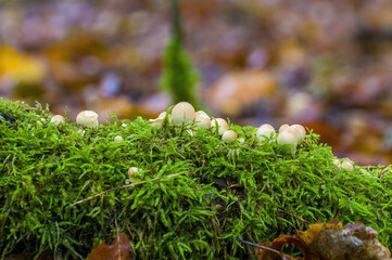 tasty fungus in multi colored autumn forest