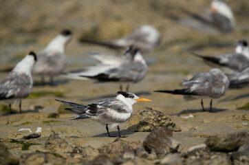 Greater Crested Terns at Busaiteen coast, Bahrain