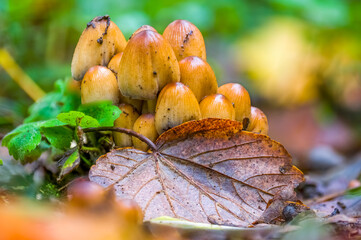 tasty fungus in multi colored autumn forest