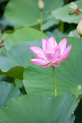 Fototapeta premium 蓮の花