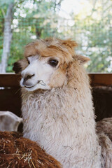 Obraz premium Cute and funny animals on the farm.