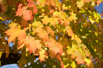 カナダ　オンタリオ州　美しい紅葉