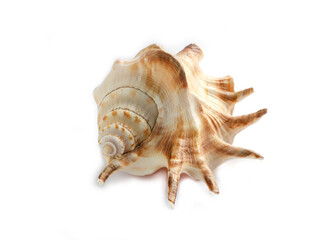 Colorful sea shell isolated on a white background, large size