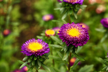 Purple chrysanthemums on a blurred background. Close-up. Top view.