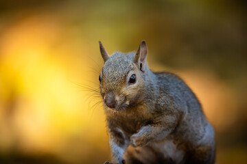 cute squirrel with golden red fall color background