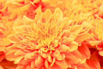 Orange floral background. Close-up. The photo.