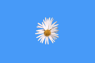 Chamomile isolated on a blue background. Close-up. Top view.