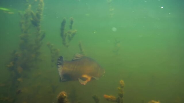 Underwater view of the Tench fish (Tinca tinca) swimming underwater in a freshwater lake
