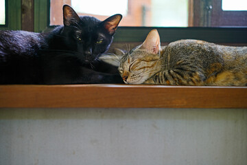 cat on a window sill