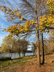 trees in autumn by the river