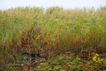 Herbstliche Schilflandschaft an der Havel
