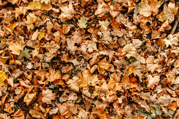 beautiful autumn yellow leaves