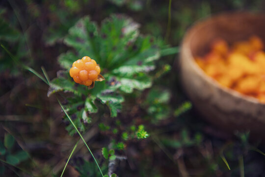 Cloudberries 