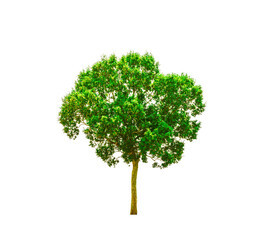 green tree Isolated on white background