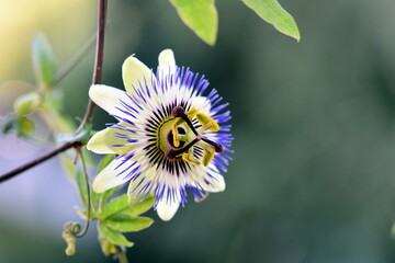 close up of passion flower