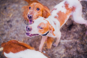 Pointer and red spaniel playing, portrait of cheerful hunting dogs in summer, spaniel close-up, pointer close-up