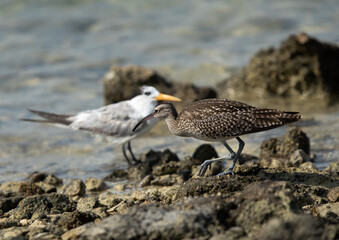 Whimbrel in the morning hours at Busaiteen coast, Bahrain