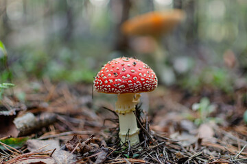 beautiful though not edible mushroom fly agaric with a round red speckled cap