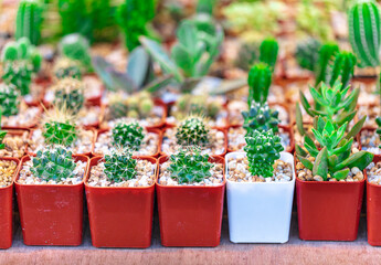 Photos of beautiful flower small cactus