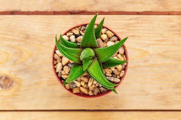 cactus isolated on wood background