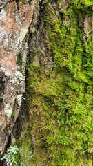 Relief texture of pine bark with moss. Clouseup abstract texture of the bark of a tree with a defect.
