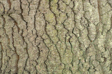 tree texture 400 years old oak