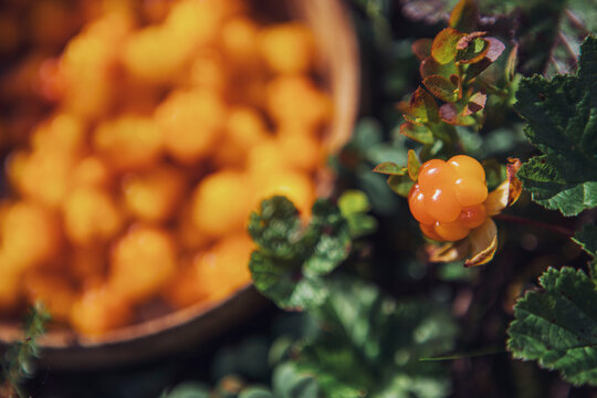 Cloudberries 