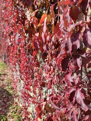 red creeper leaves