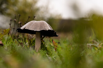 Common Ink-cap - the mushroom is soaked in the rain